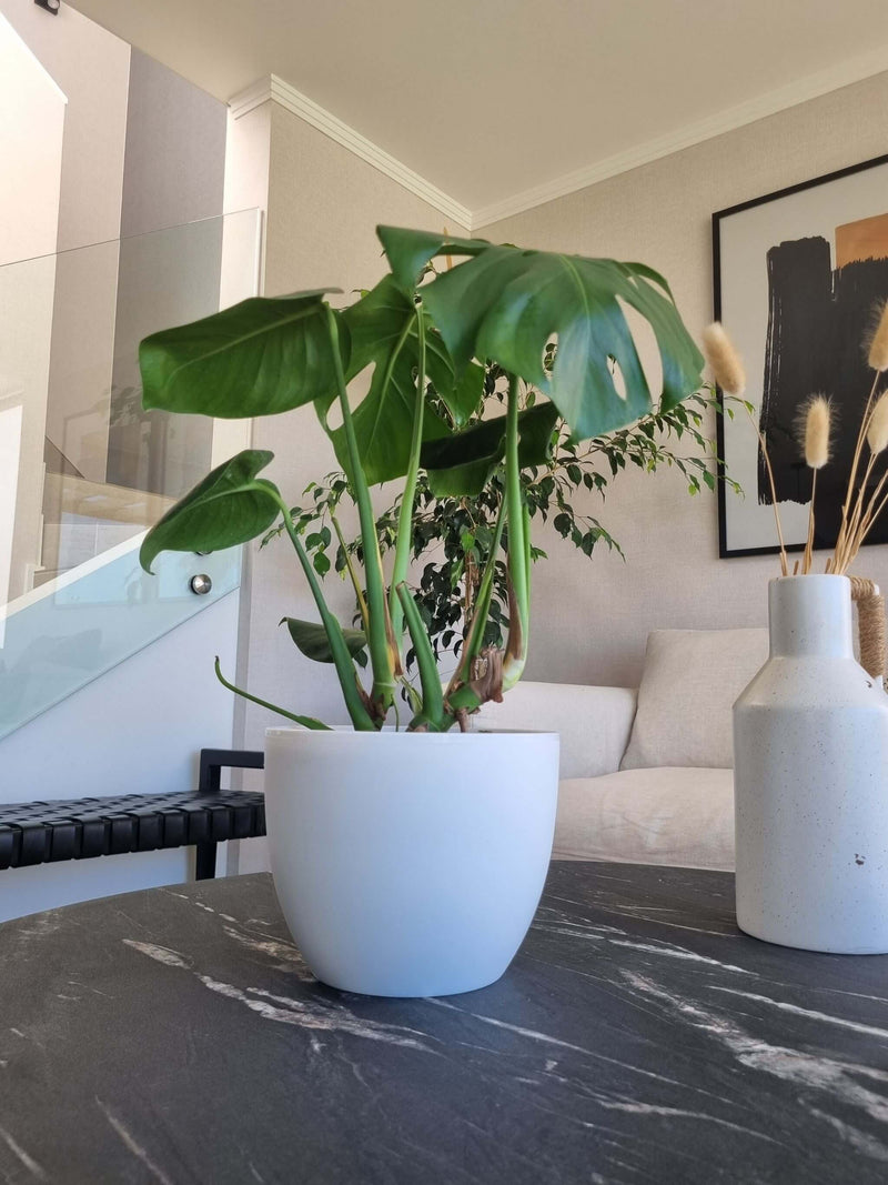 Macetero Siena Blanco L - Garden Room