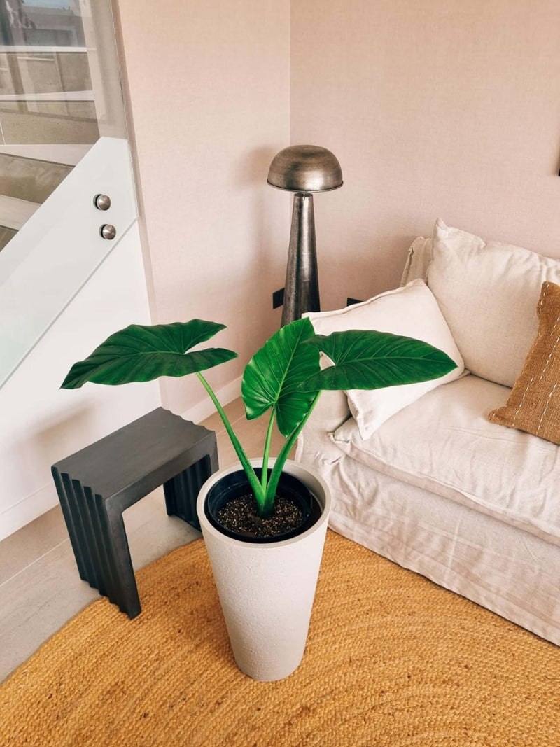 Manto de Eva XL + Macetero Torre - Elige tu color