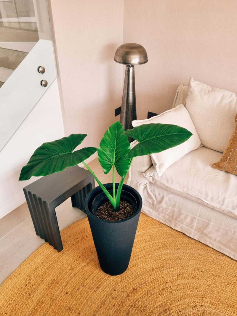 Manto de Eva XL + Macetero Torre - Elige tu color