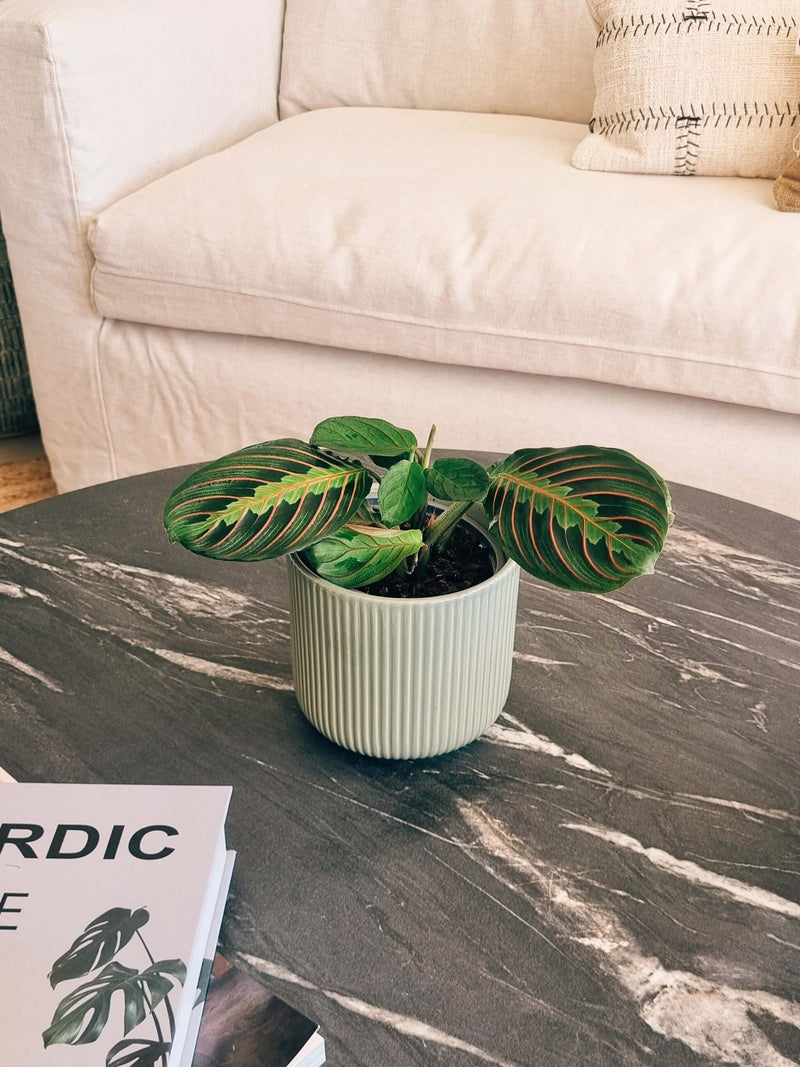 Maranta Leuconera en living