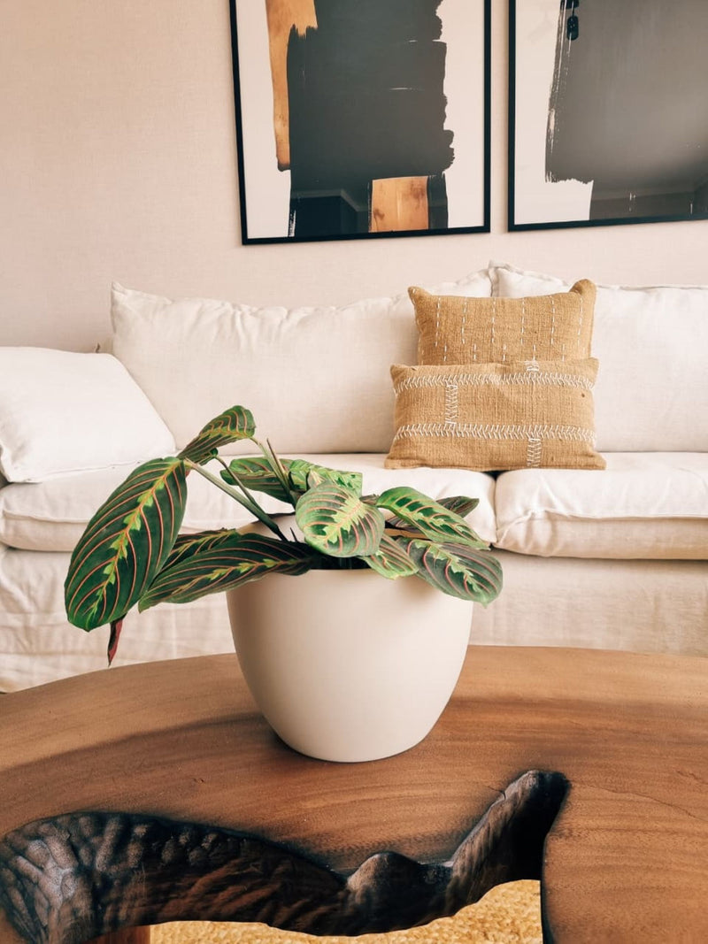 Maranta Leuconera XL