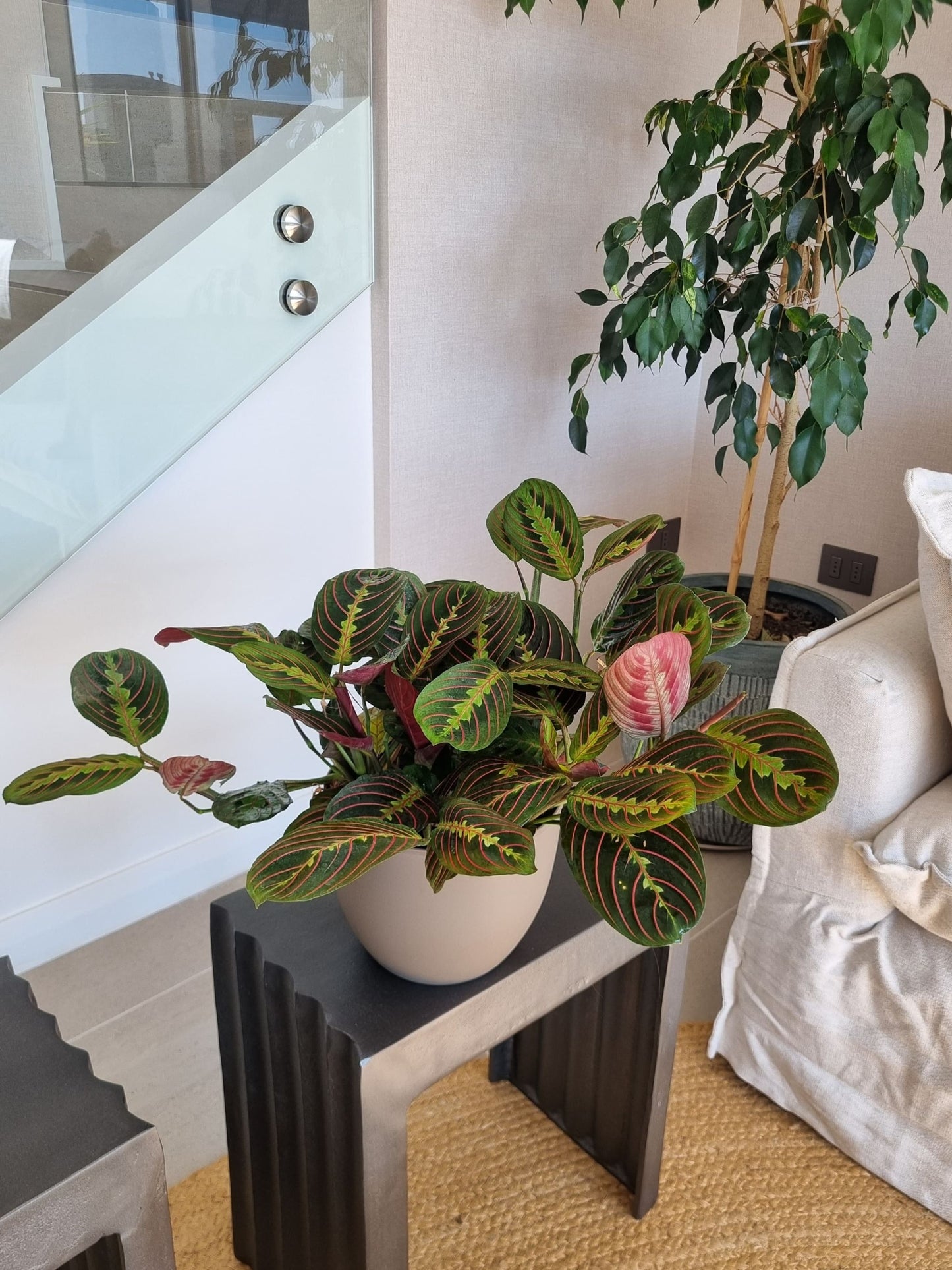 Maranta Leuconera XL