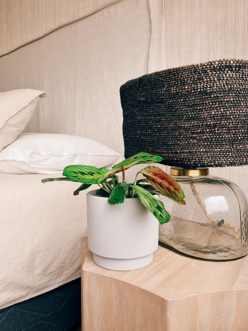 Maranta Leuconera + Macetero Pipa - Elige tu color