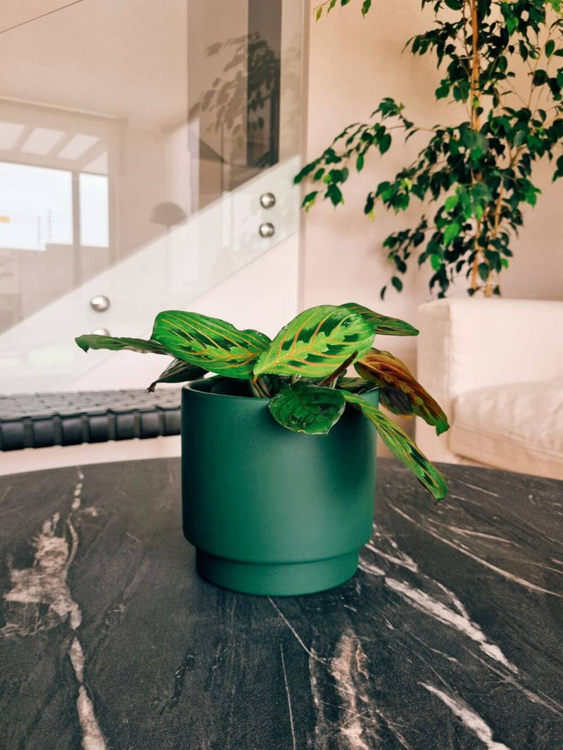 Maranta Leuconera + Macetero Pipa - Elige tu color