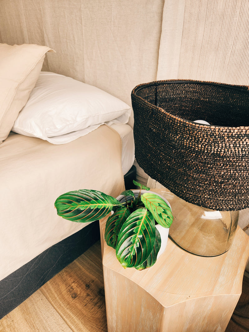 Maranta leuconera en velador