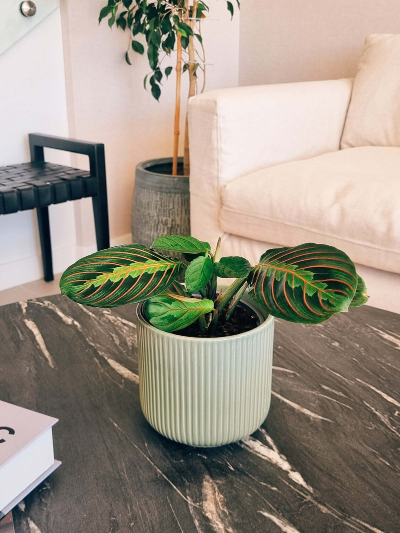 Maranta Leuconera en living