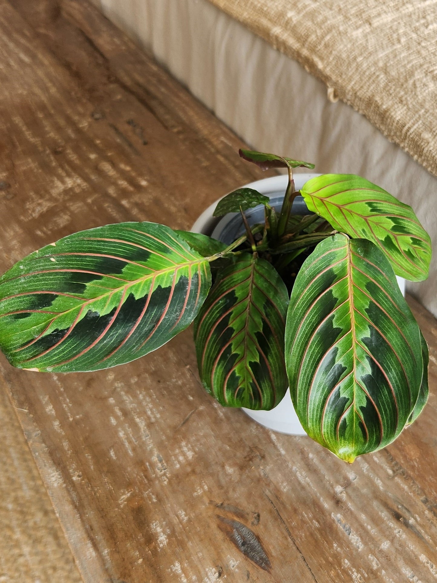 Maranta Leuconera