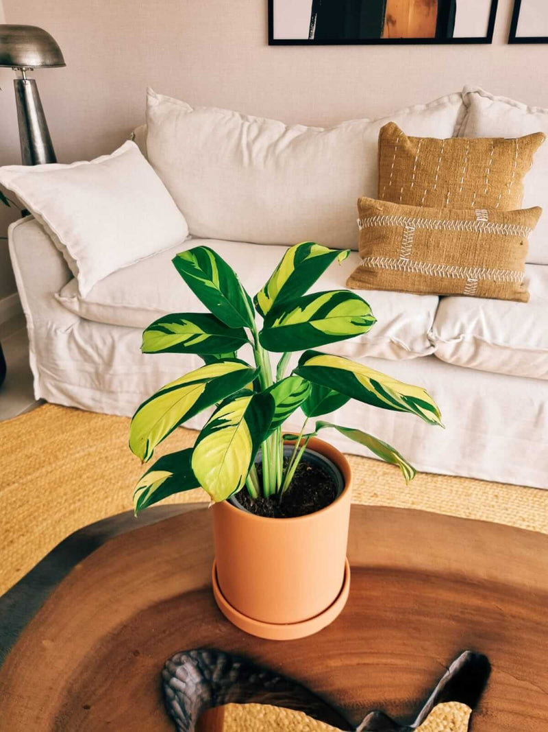 Maranta Lubbersiana + Macetero Nordico - Elige tu color