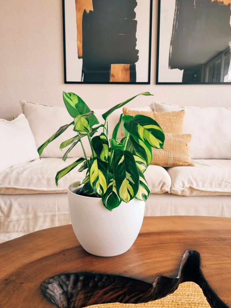 Maranta Lubbersiana + Macetero Cuenco - Elige tu color