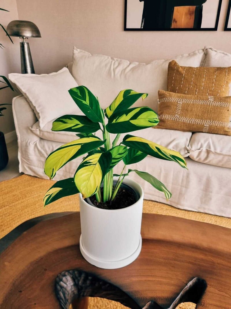 Maranta Lubbersiana + Macetero Nordico - Elige tu color