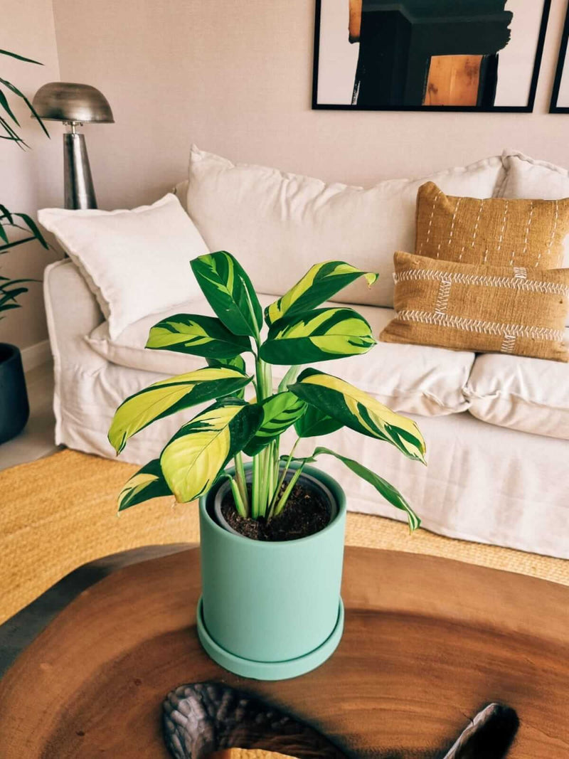 Maranta Lubbersiana + Macetero Nordico - Elige tu color