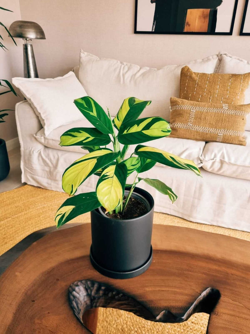 Maranta Lubbersiana + Macetero Nordico - Elige tu color