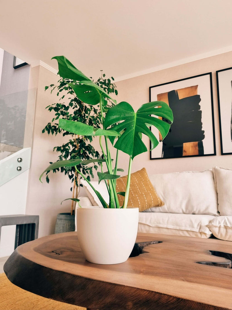 🕊️ Pack Calma Tropical - Lirio de la Paz + Monstera Deliciosa