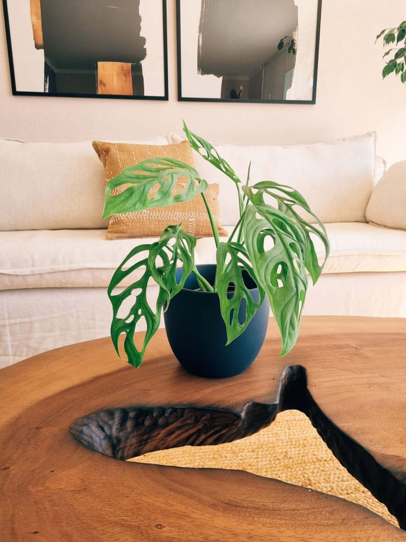 Monstera Adansonii + Macetero Bowl - Elige tu color
