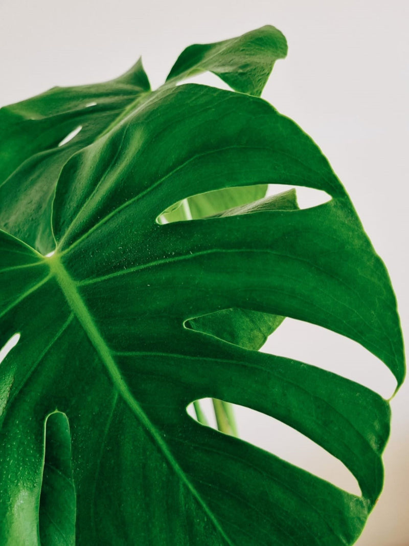 Monstera Deliciosa - Garden Room