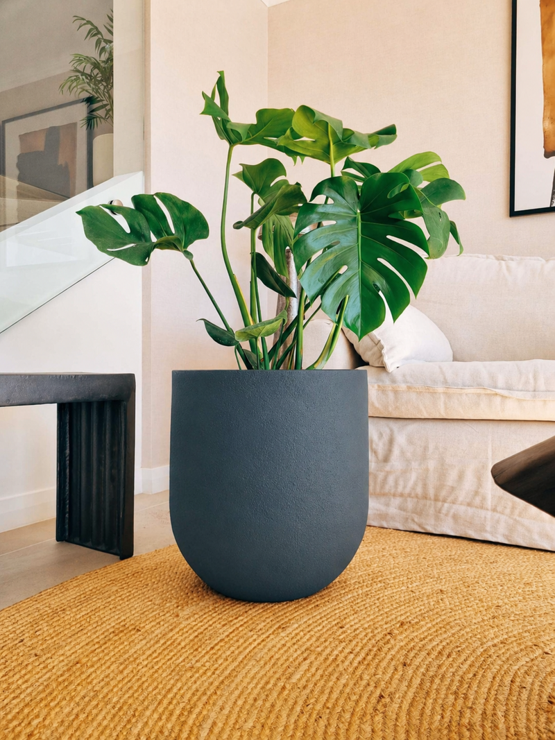 Monstera Deliciosa XXL + Macetero Bruma - Elige tu color