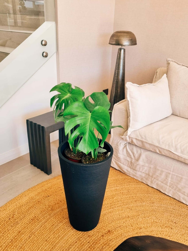 Monstera Deliciosa Doble + Macetero Torre - Elige tu color