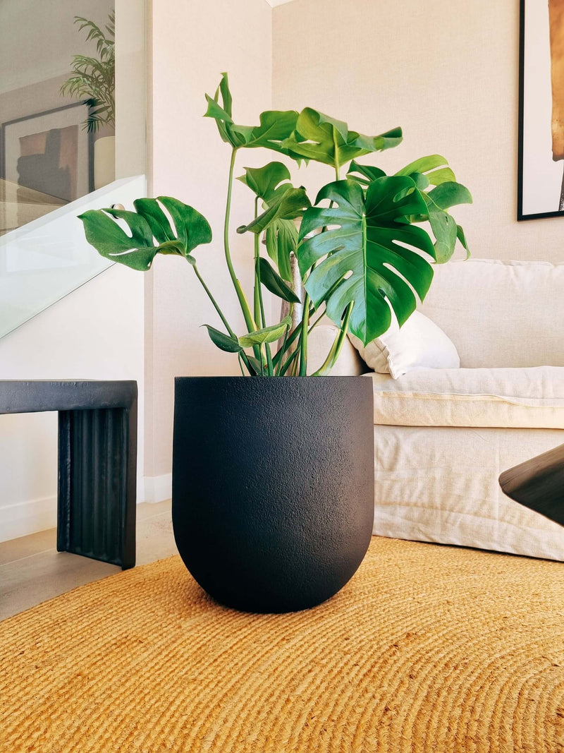 Monstera Deliciosa XXL