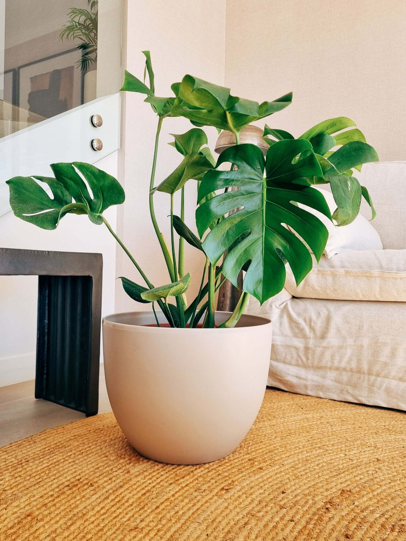 Monstera Deliciosa XXL