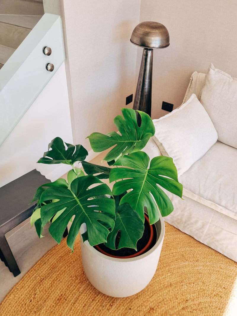 Monstera Deliciosa XXL