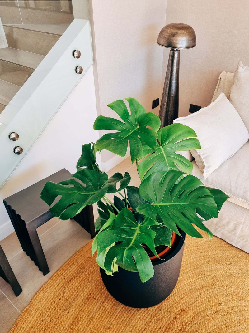 Monstera Deliciosa XXL