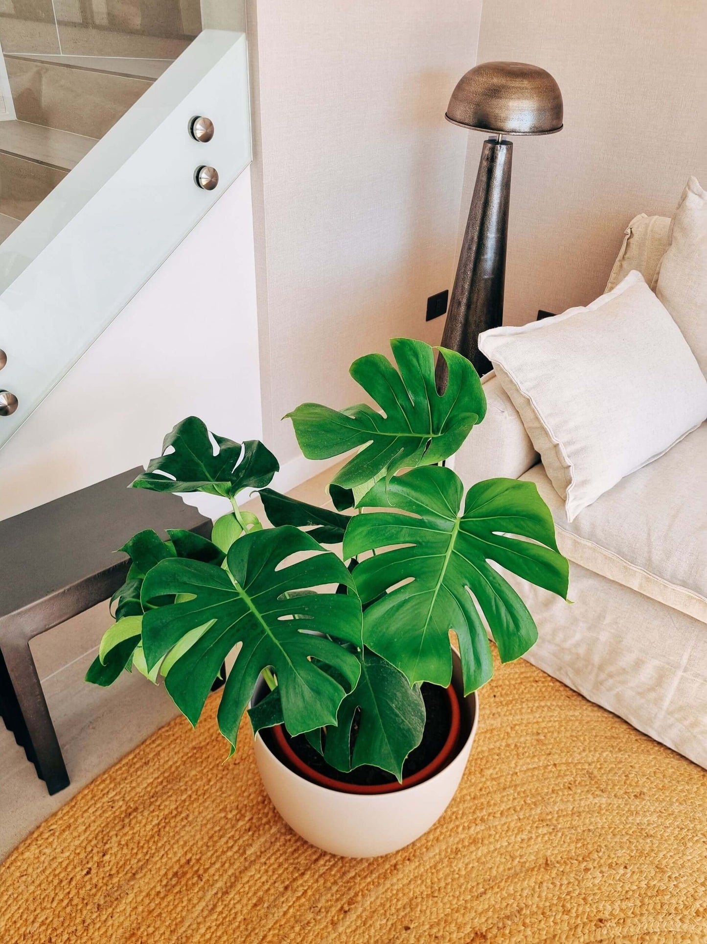 Monstera Deliciosa XXL