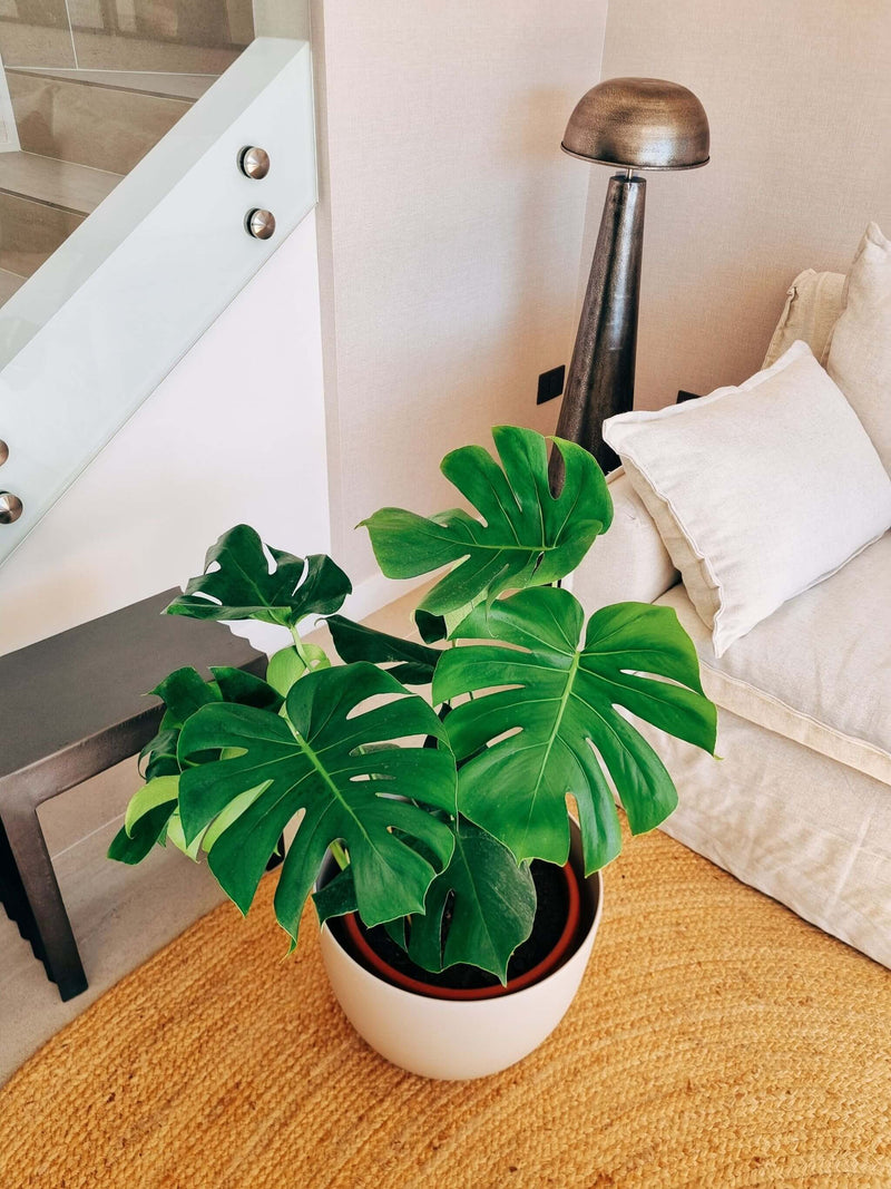 Monstera Deliciosa XXL