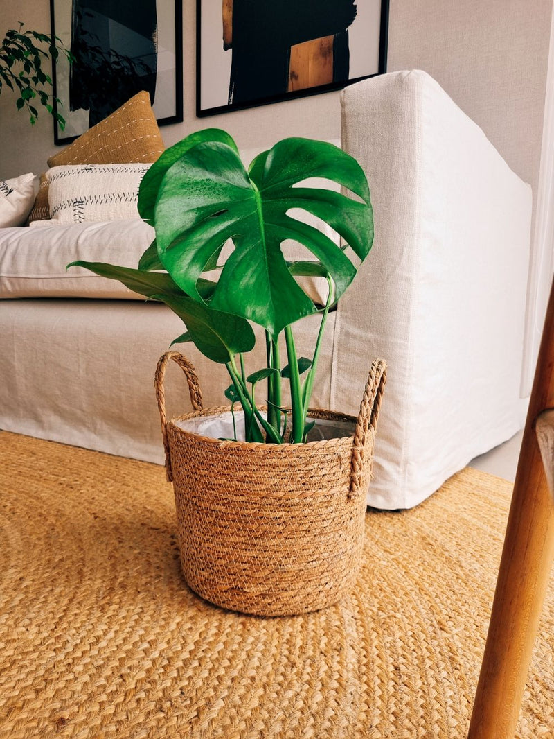 Monstera Deliciosa L + Canasto - Elige el que más te guste
