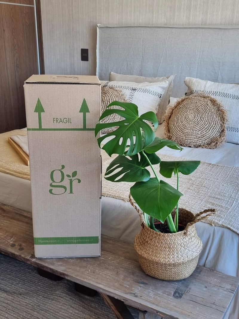 Monstera Deliciosa L