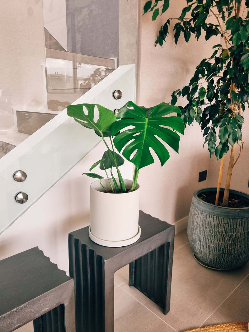 Monstera Deliciosa L + Macetero Nordico - Elige tu color