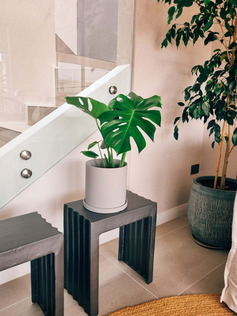 Monstera Deliciosa L + Macetero Nordico - Elige tu color