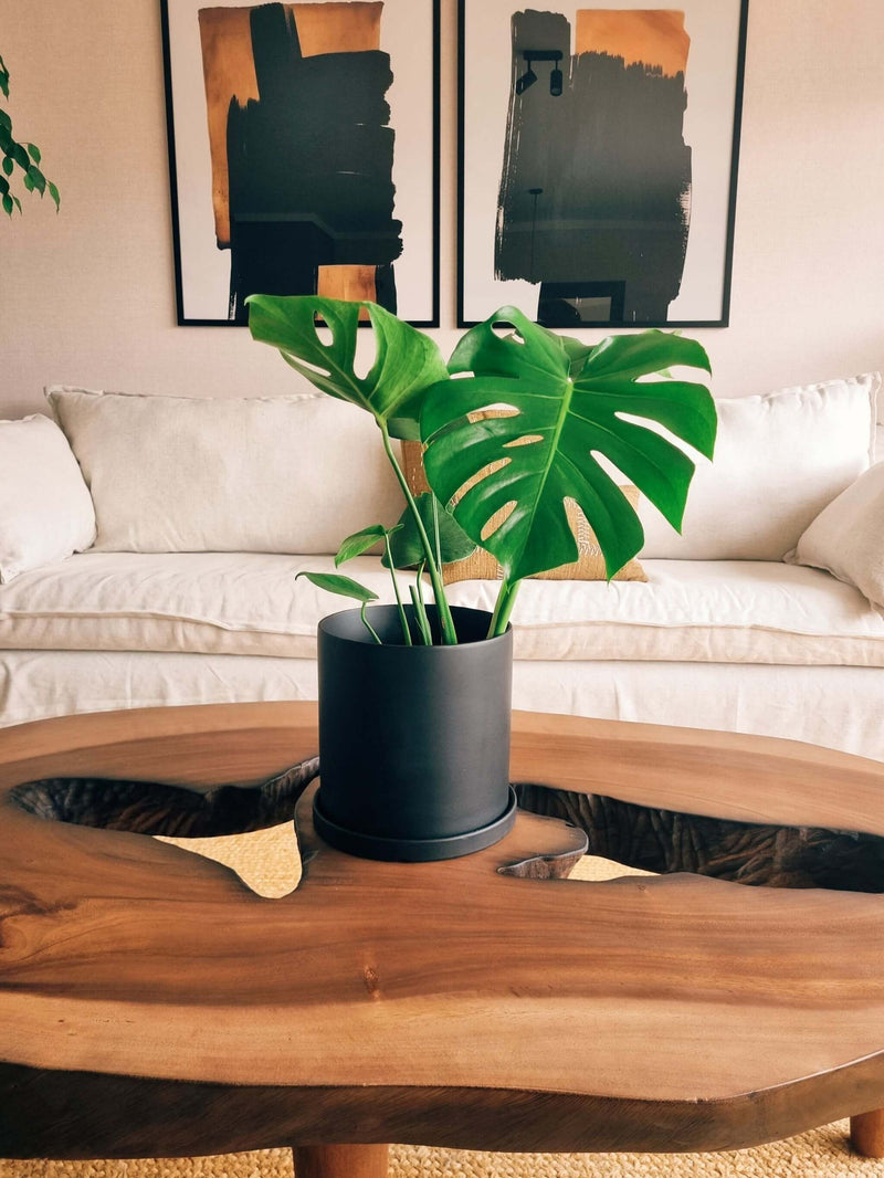 Monstera Deliciosa L