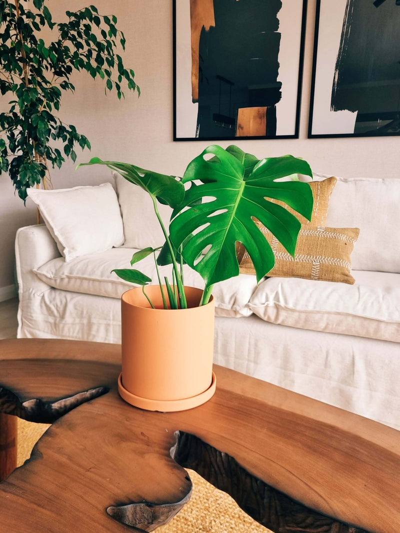 Monstera Deliciosa L + Macetero Nordico - Elige tu color