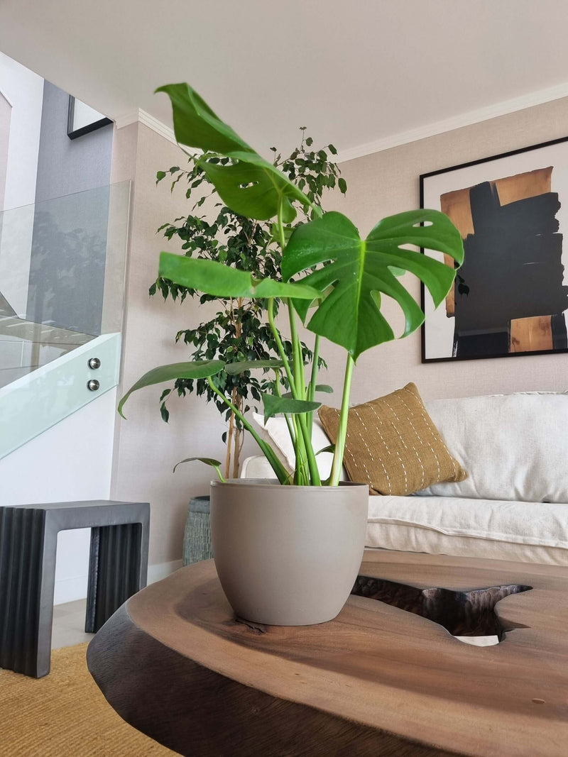 Monstera Deliciosa L+ Macetero Cuenco - Elige tu color