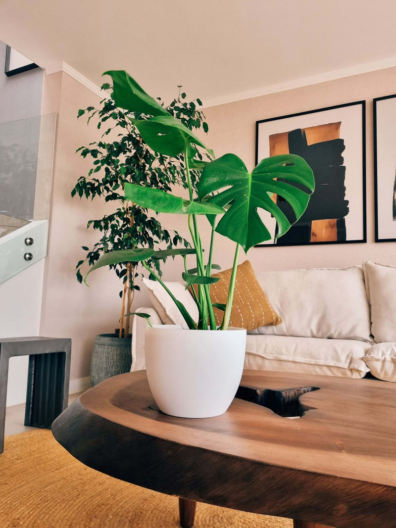 Monstera Deliciosa L+ Macetero Cuenco - Elige tu color