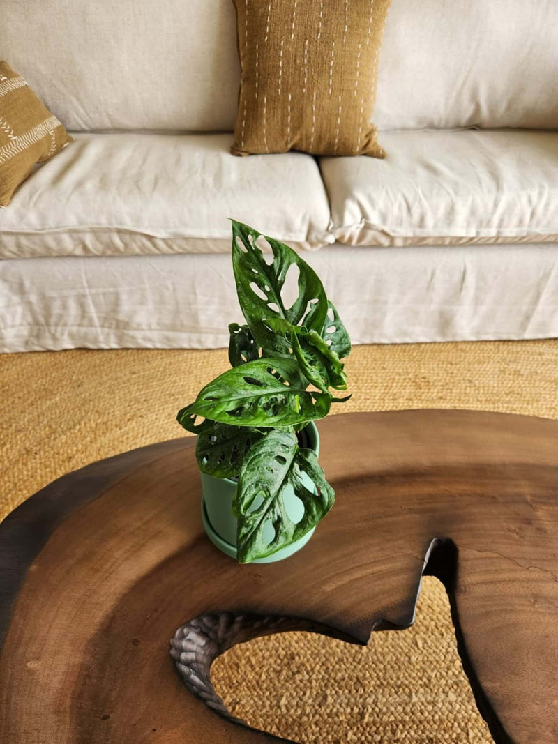 Monstera Adansonii Esqueleto