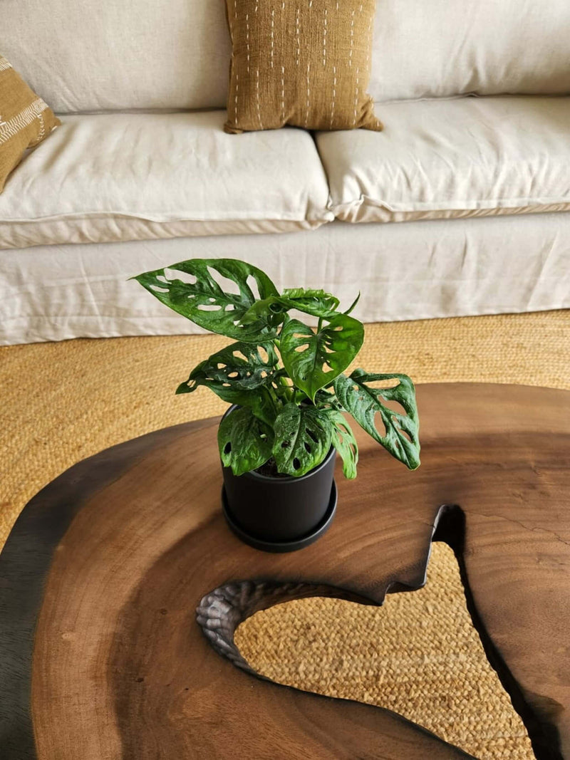 Monstera Adansonii Esqueleto