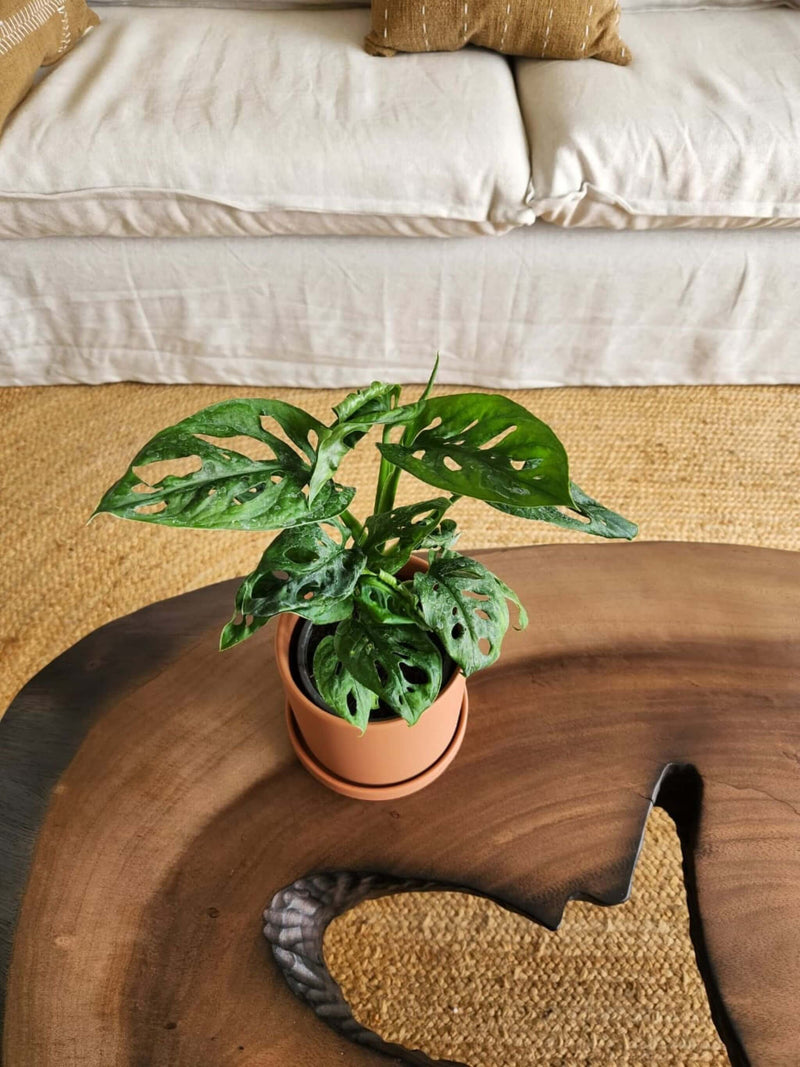 Monstera Adansonii Esqueleto