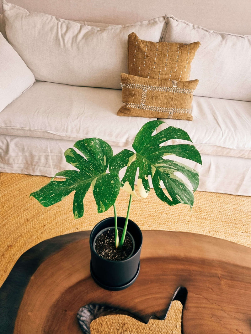 Monstera Variegada XXL - Elige la tuya