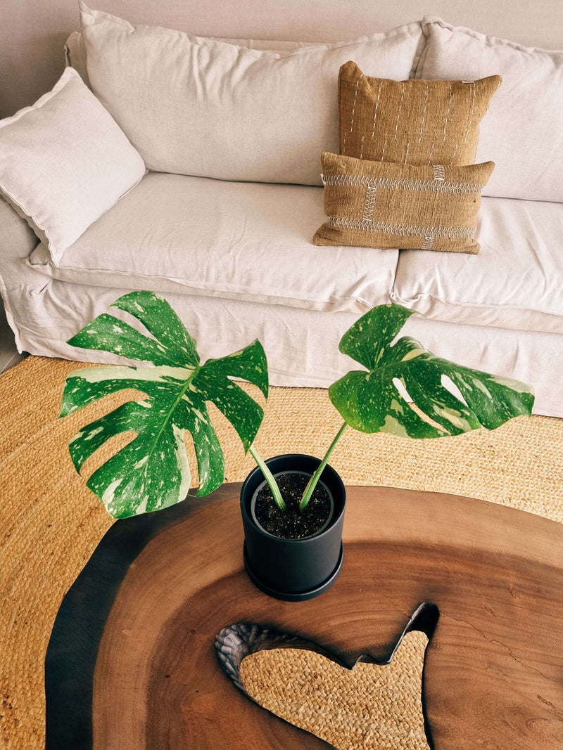 Monstera Variegada XXL - Elige la tuya