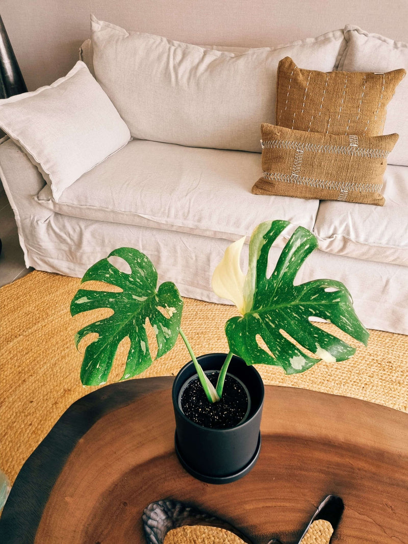 Monstera Variegada XXL - Elige la tuya