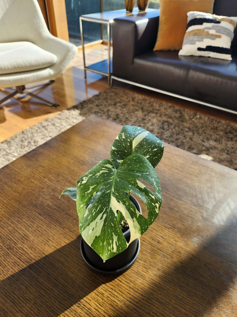 Monstera Variegada M - Elige la tuya