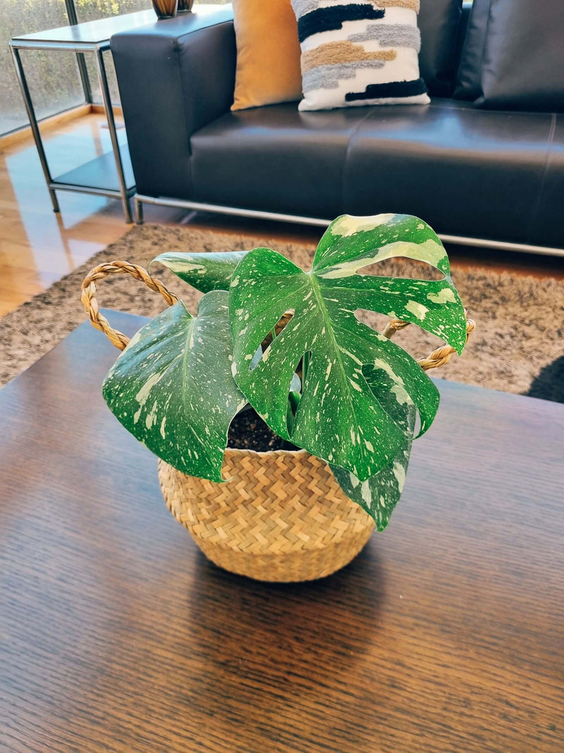 Monstera Variegada M - Elige la tuya