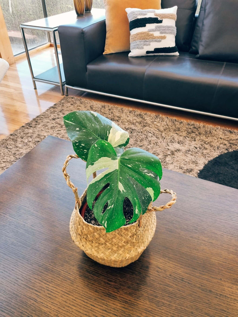 Monstera Variegada M - Elige la tuya