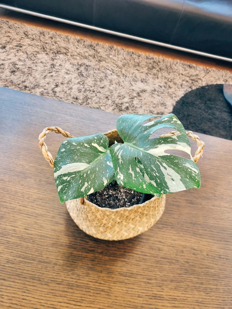 Monstera Variegada M - Elige la tuya