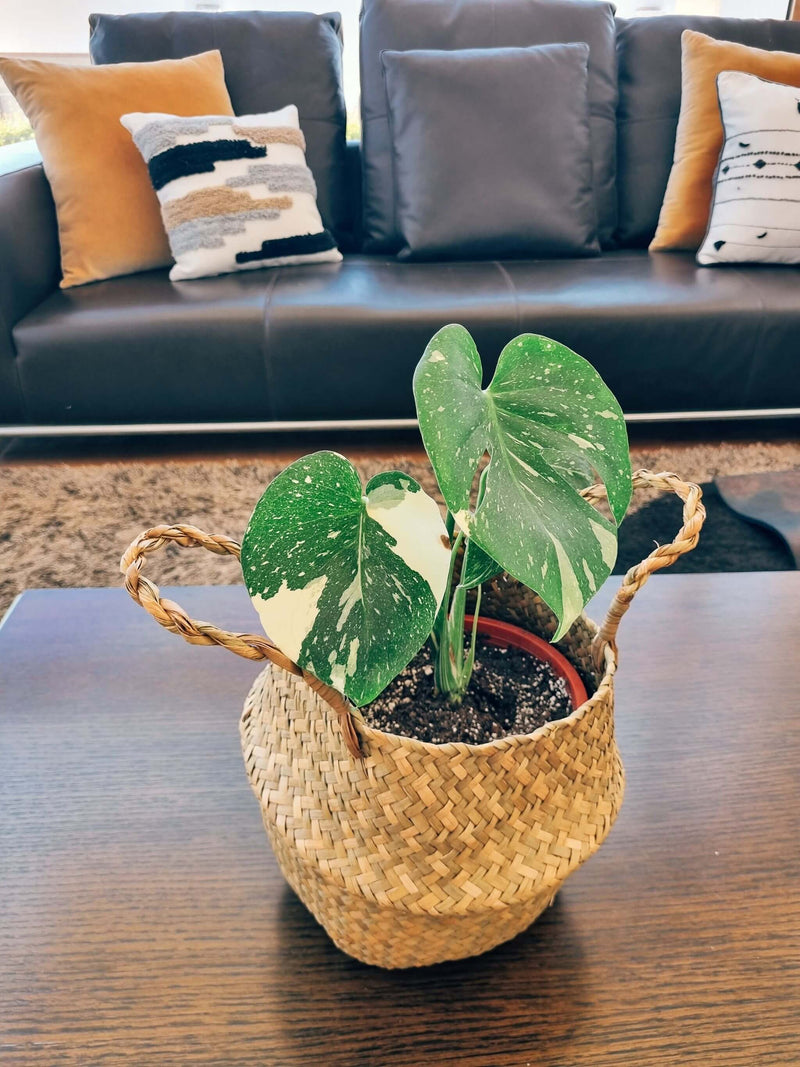Monstera Variegada M - Elige la tuya