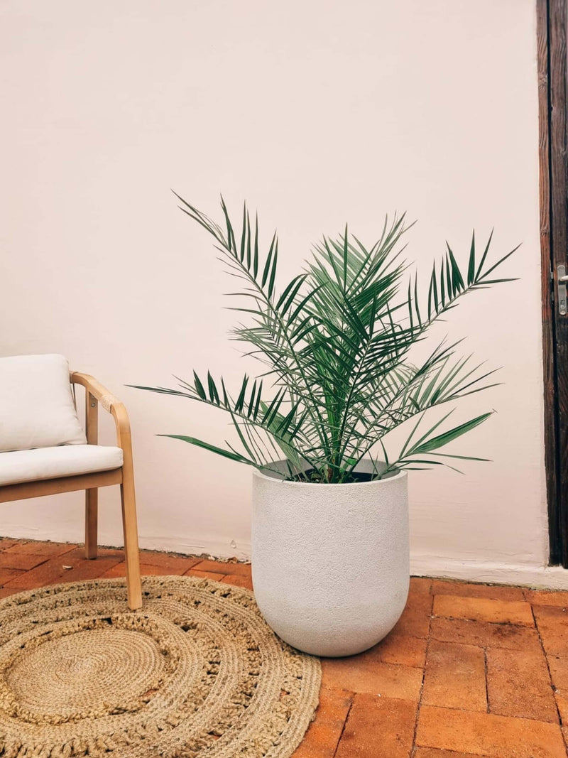Palmera Phoexix/Fénix