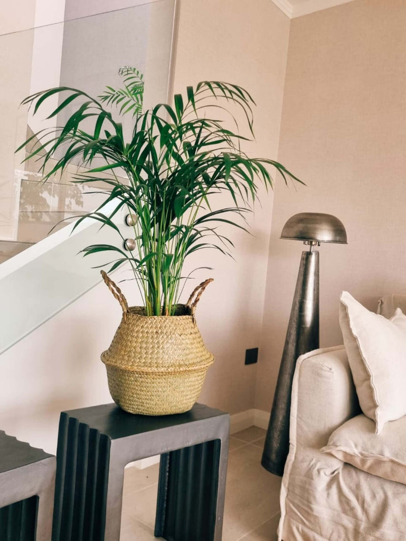 Palmera Areca XL + Canasto
