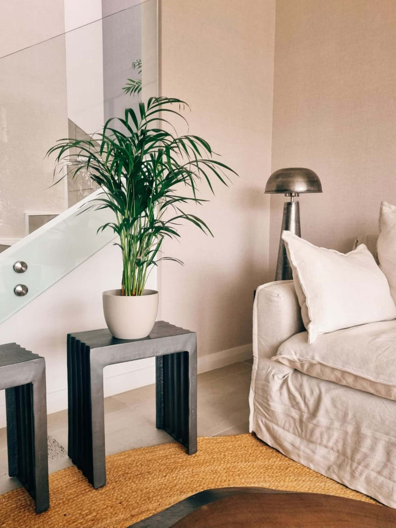 Palmera Areca XL + Macetero Cuenco - Elige tu color