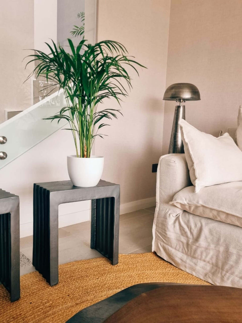 Palmera Areca XL + Macetero Cuenco - Elige tu color